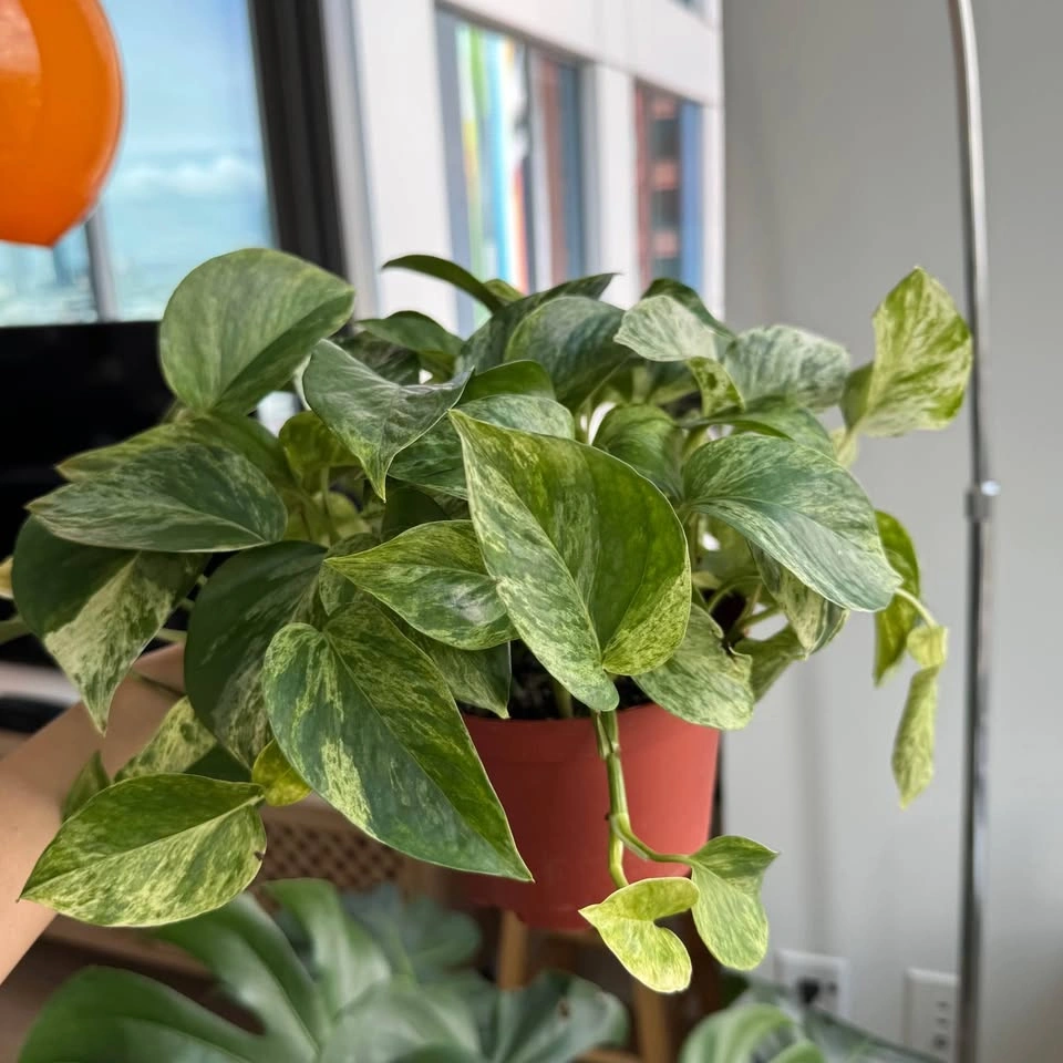 Healthy Golden Pothos - photo 4