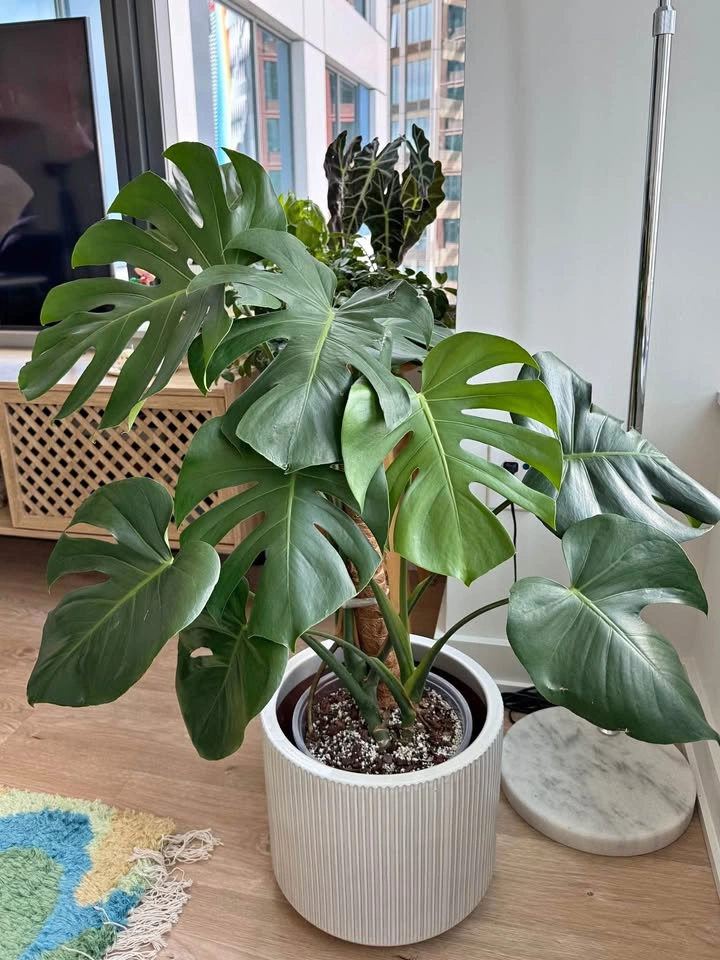 Healthy Monstera