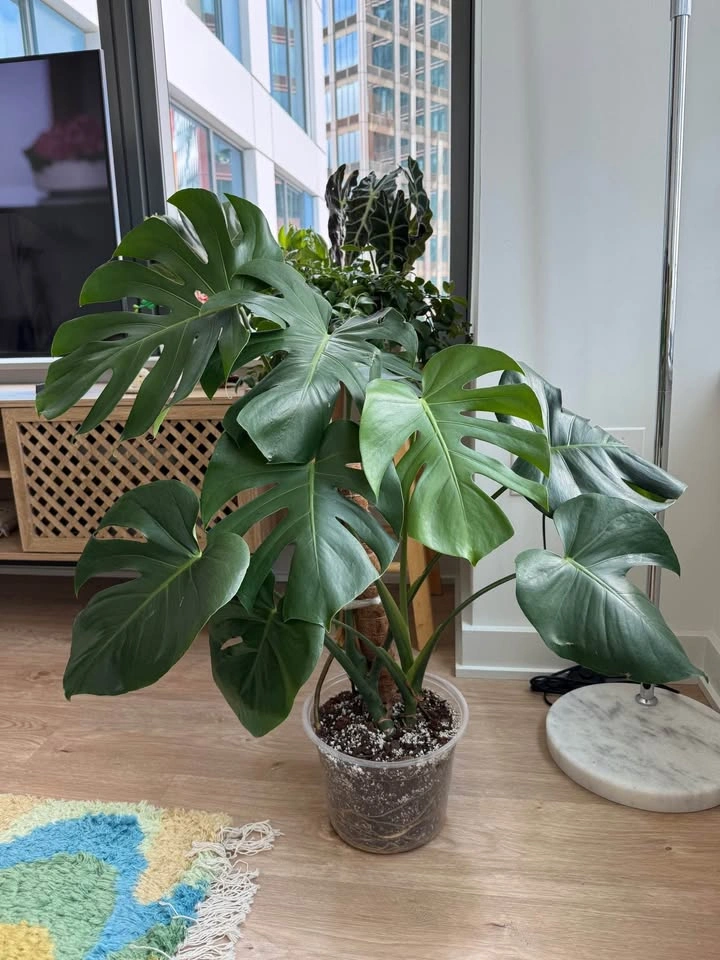 Healthy Monstera - photo 2
