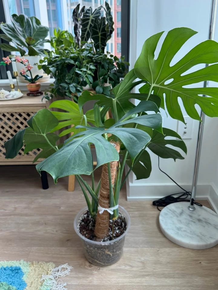 Healthy Monstera - photo 3