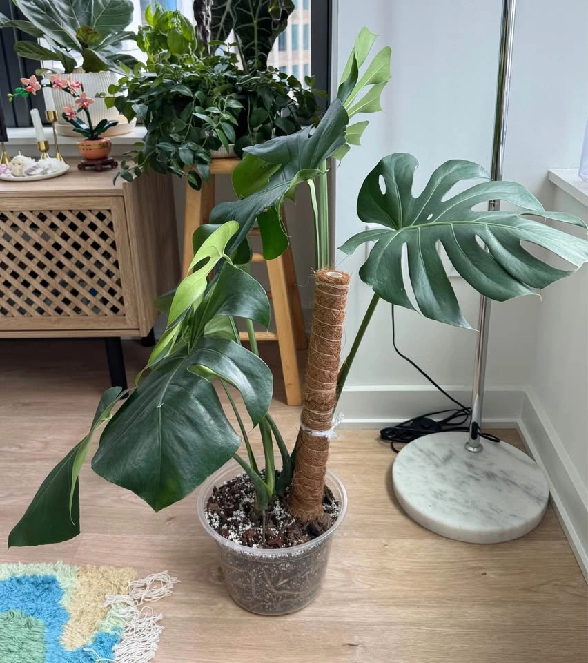 Healthy Monstera - photo 4