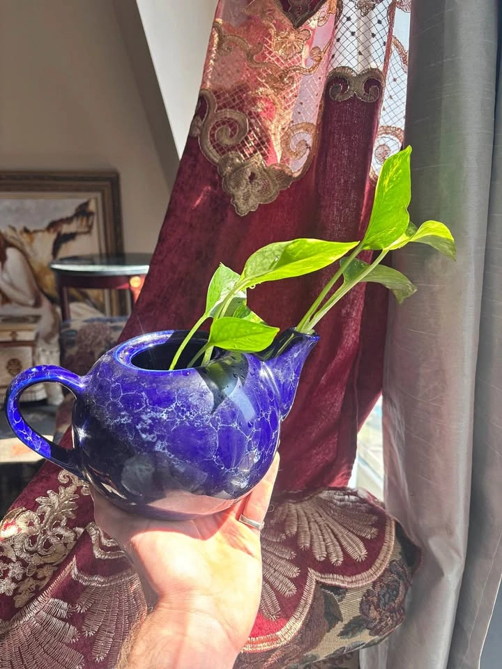 Cobalt Blue Ceramic Teapot Planter pothos vine established