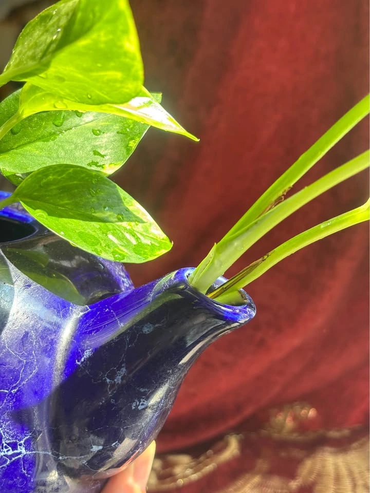Cobalt Blue Ceramic Teapot Planter pothos vine established - photo 2