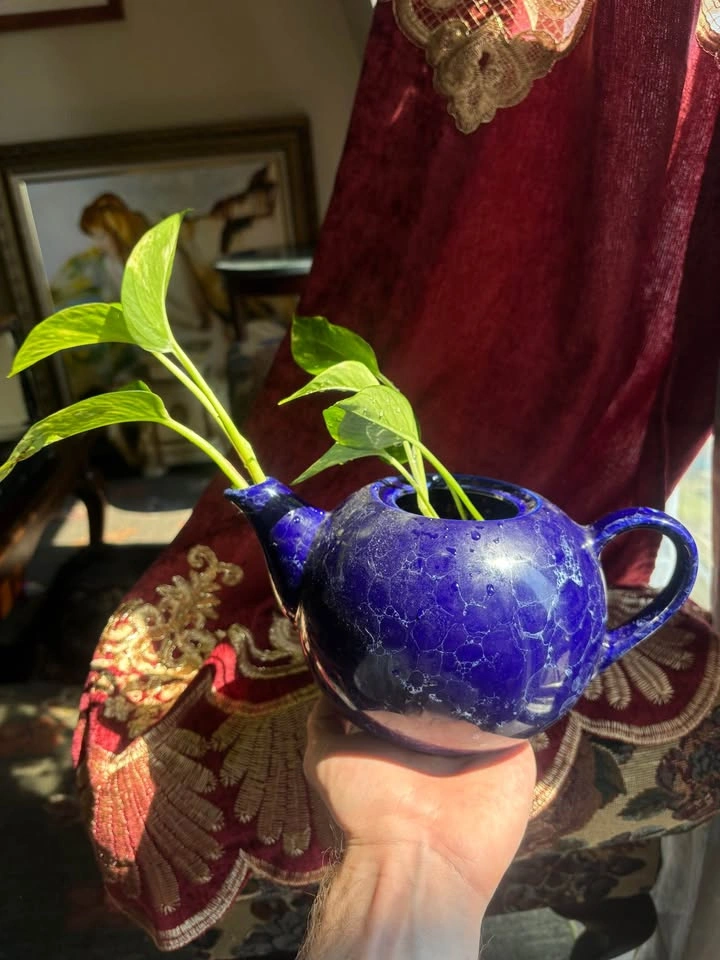 Cobalt Blue Ceramic Teapot Planter pothos vine established - photo 3