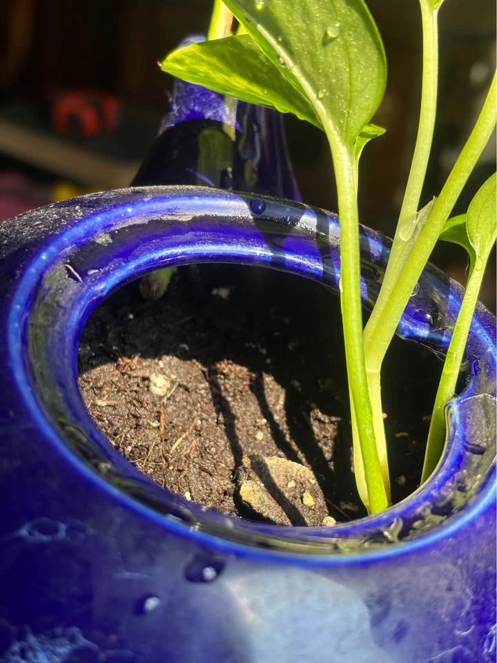 Cobalt Blue Ceramic Teapot Planter pothos vine established - photo 4