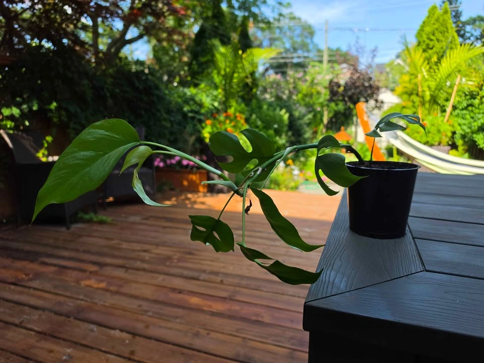 🌿 Rhaphidophora Tetrasperma Mini Monstera