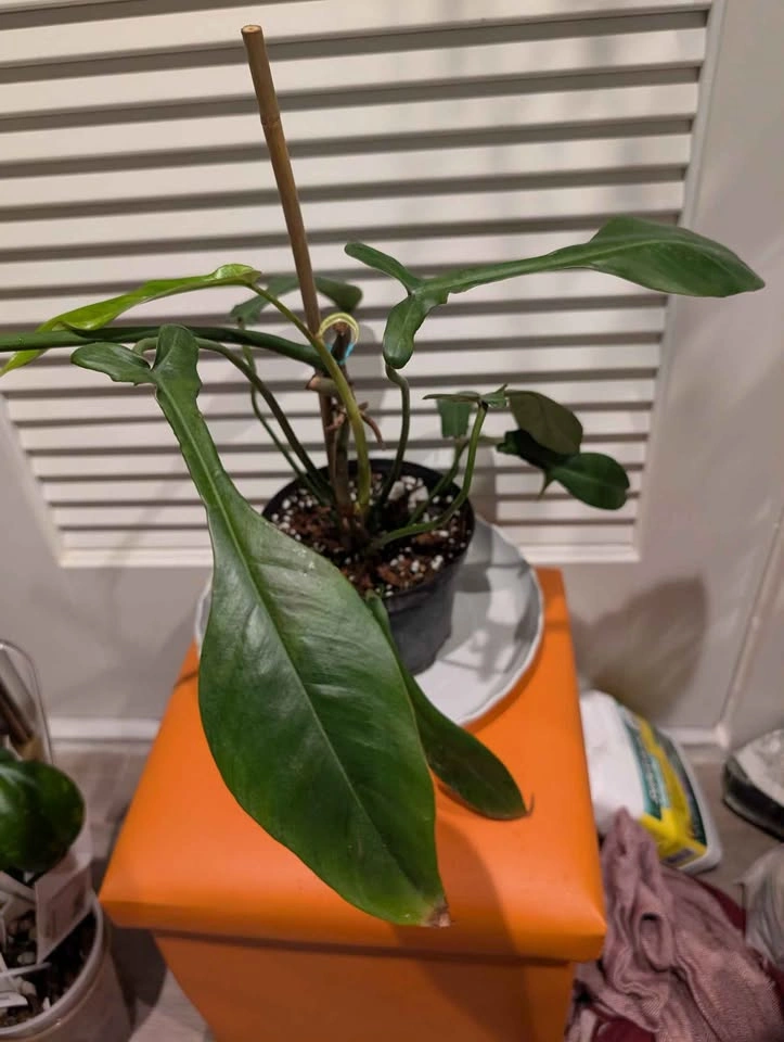 Indoor plant: Philodendron Joepii - large discounted - photo 2