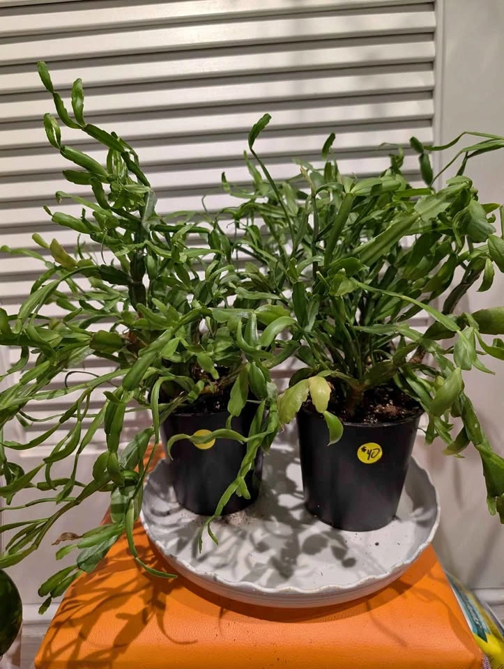 Indoor plant: large Christmas Cactus - 2 available