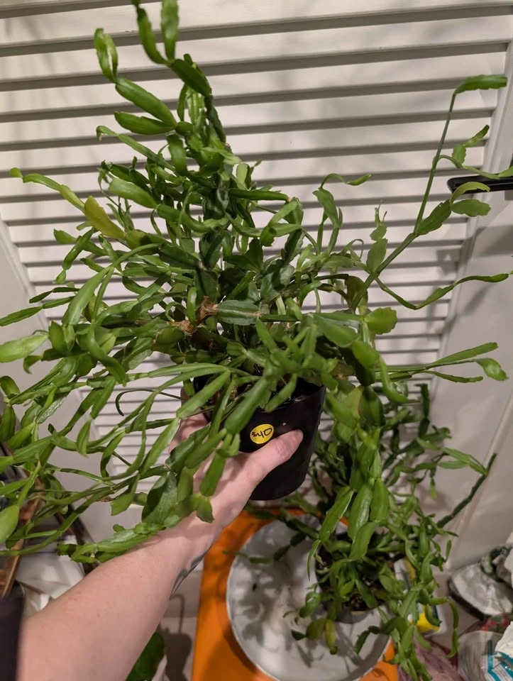 Indoor plant: large Christmas Cactus - 2 available - photo 2
