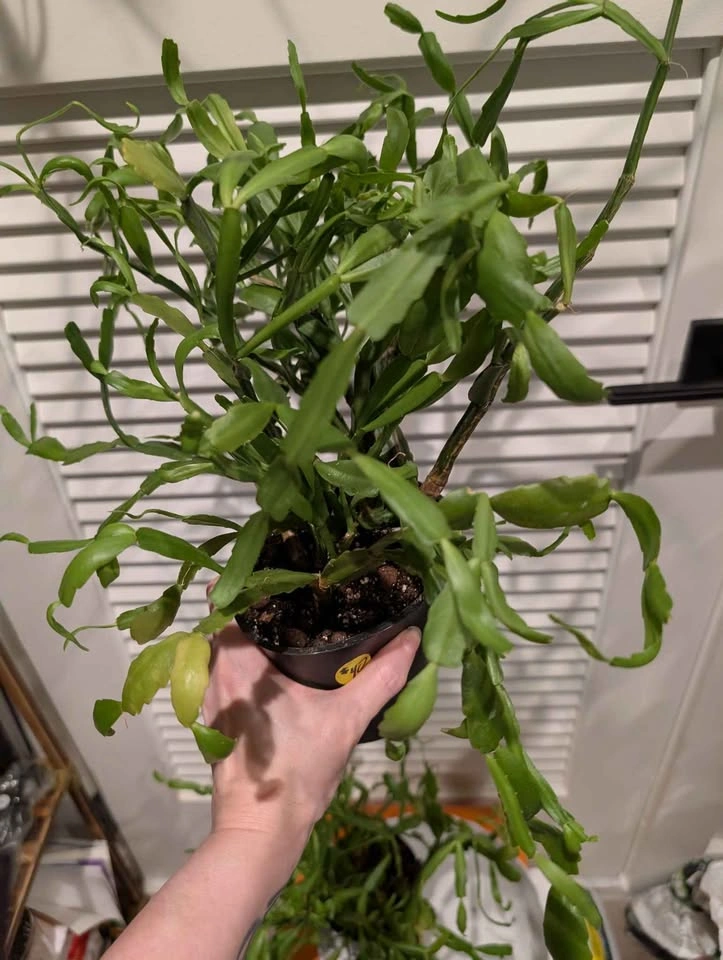 Indoor plant: large Christmas Cactus - 2 available - photo 3