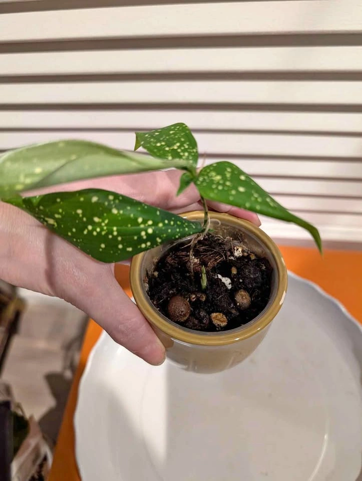 Indoor plant: Dracaena Milky Way starter