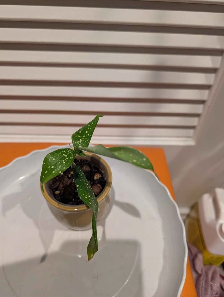 Indoor plant: Dracaena Milky Way starter - photo 2