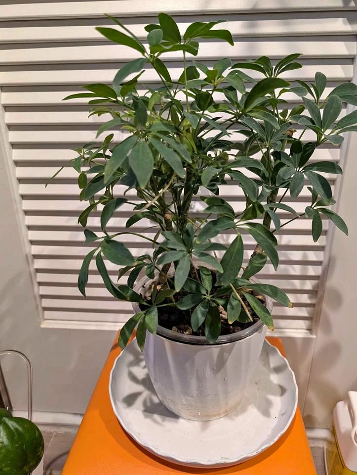 Indoor plant: Hawaiian Dwarf Umbrella Tree