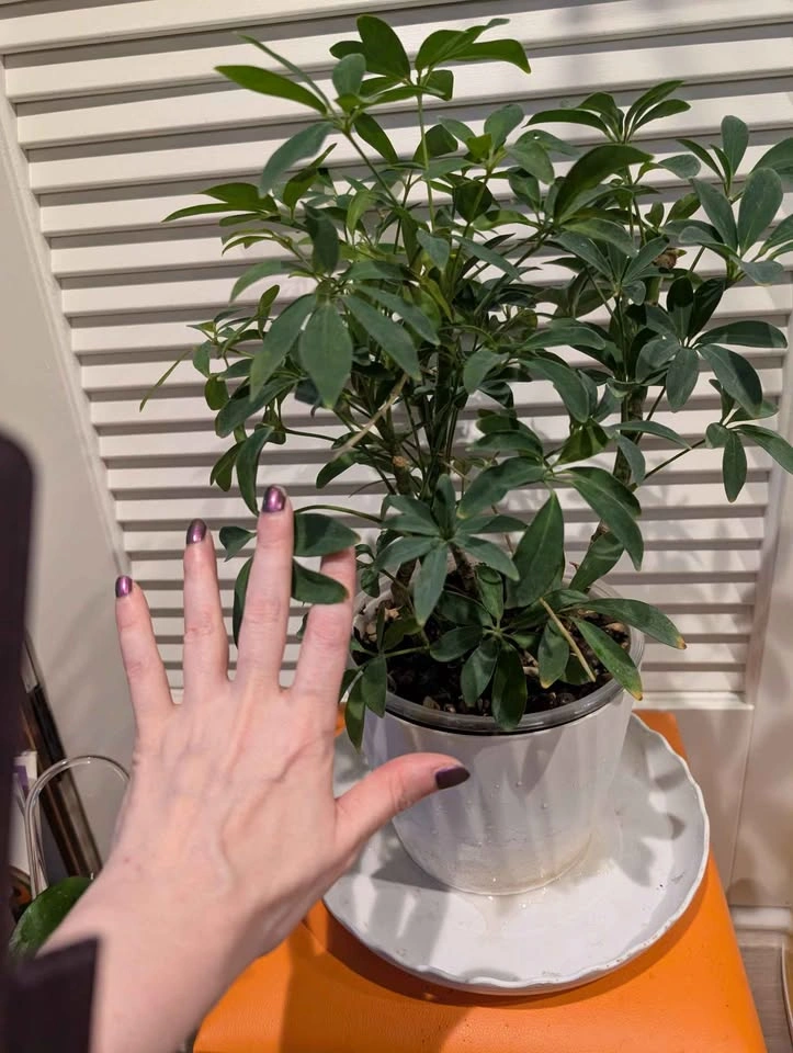 Indoor plant: Hawaiian Dwarf Umbrella Tree - photo 2