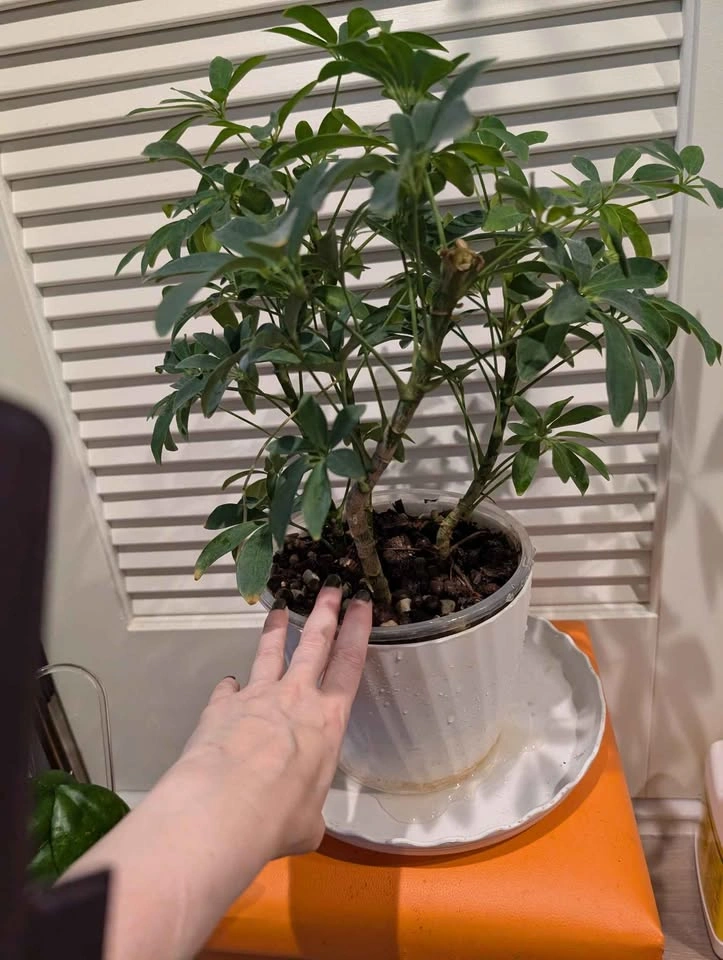 Indoor plant: Hawaiian Dwarf Umbrella Tree - photo 3