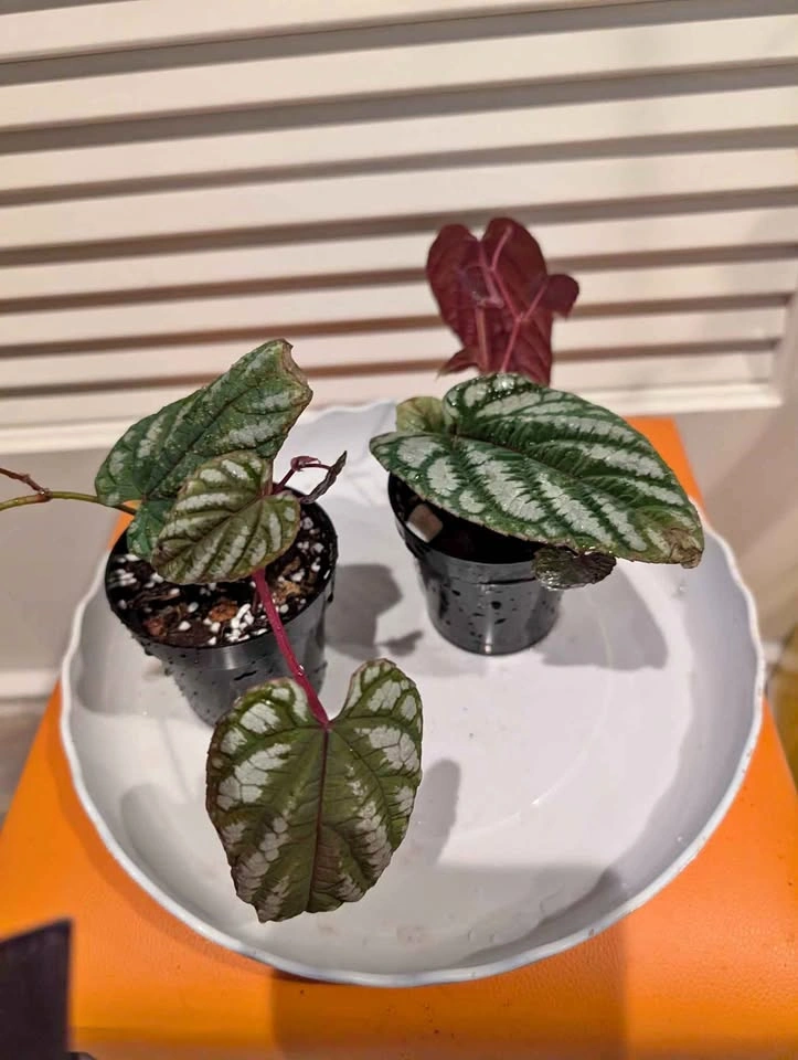 Indoor plants: Begonia Vine (Cissus Discolor)