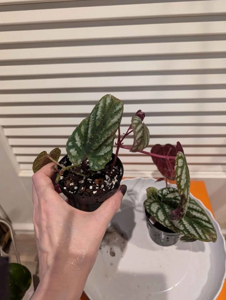 Indoor plants: Begonia Vine (Cissus Discolor) - photo 2