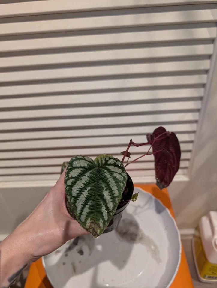 Indoor plants: Begonia Vine (Cissus Discolor) - photo 3