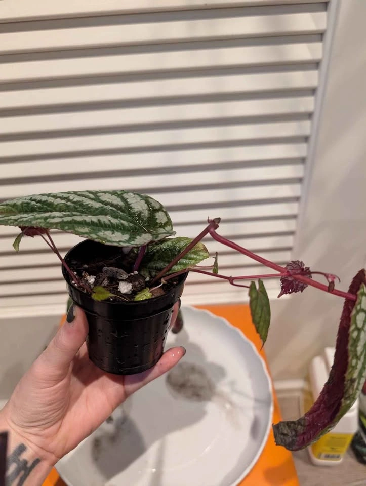 Indoor plants: Begonia Vine (Cissus Discolor) - photo 4