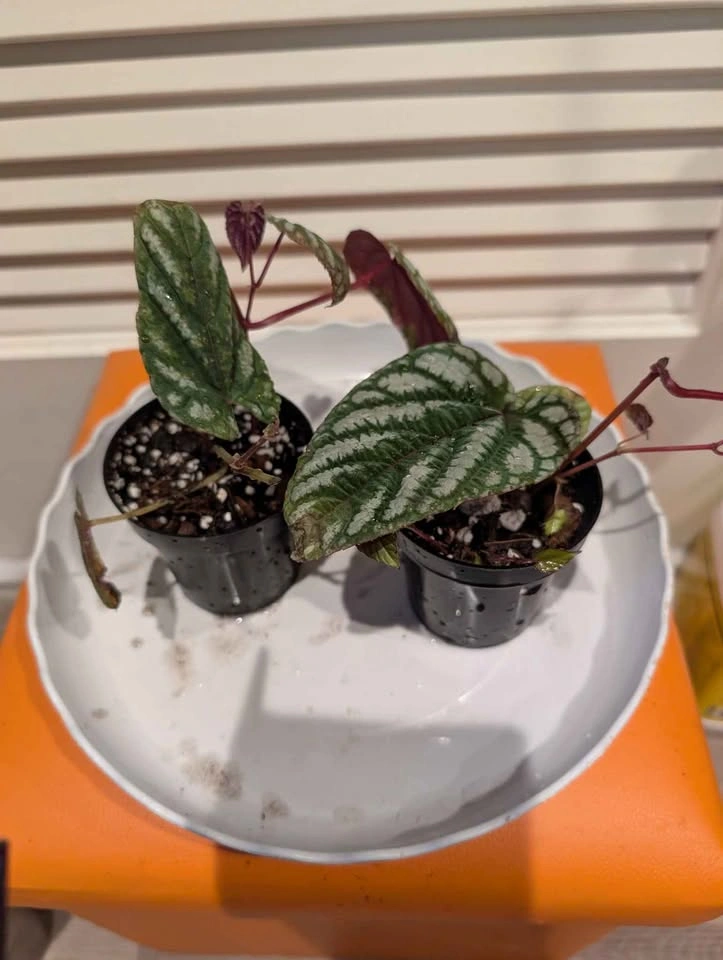 Indoor plants: Begonia Vine (Cissus Discolor) - photo 5