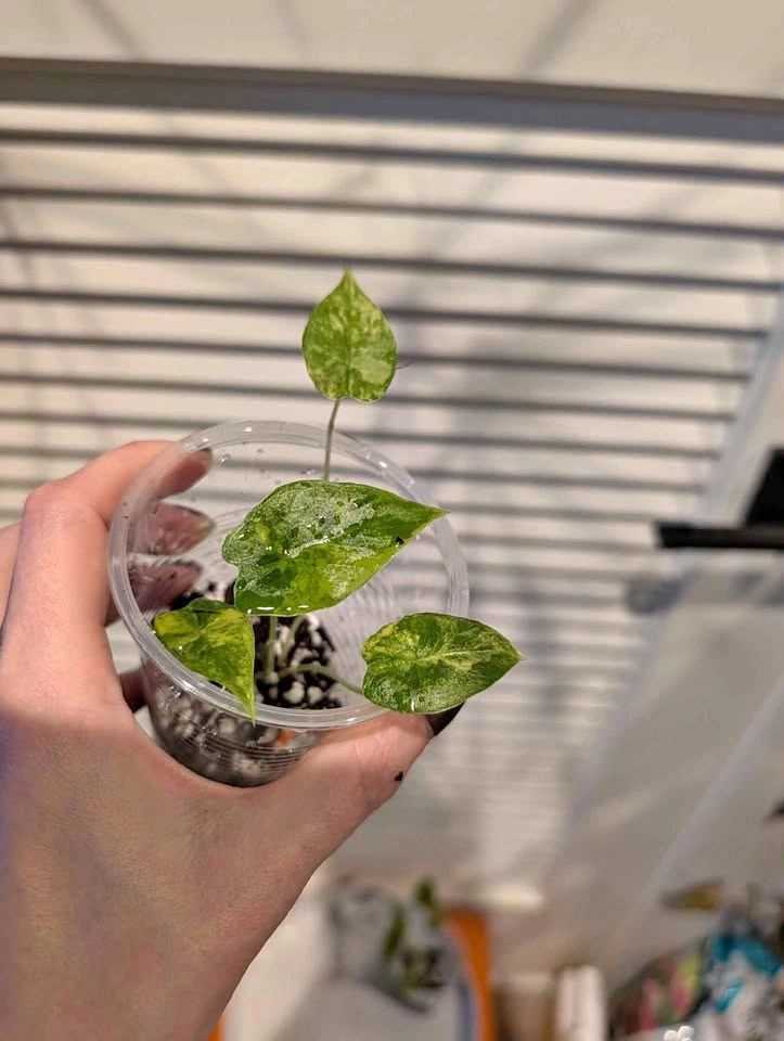 Indoor plant: Alocasia Dragon Scale Aurea