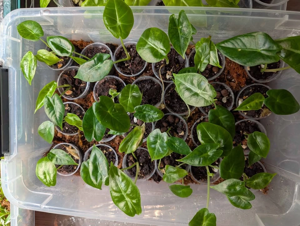 Indoor plants: Alocasia Venusta starter plants - $10+ - photo 3