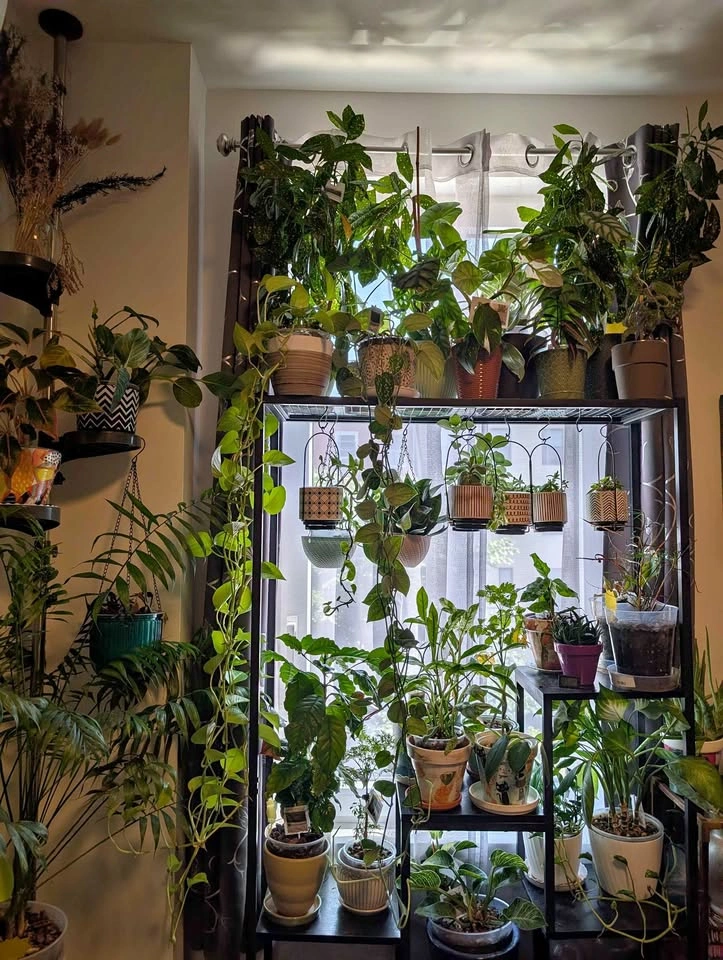 Indoor plants. 100s of varieties and sizes available