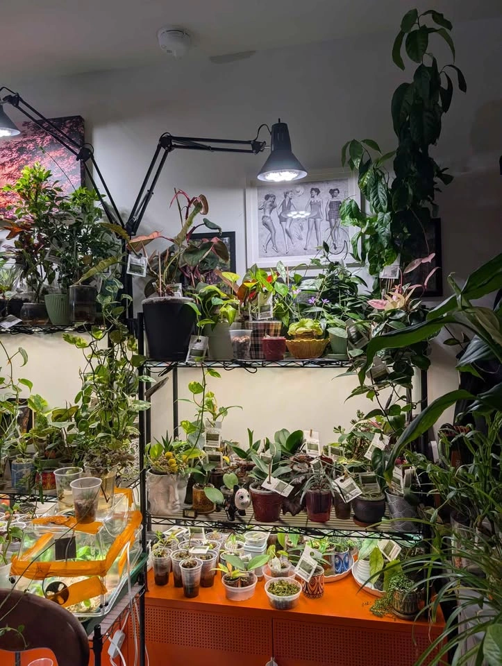 Indoor plants. 100s of varieties and sizes available - photo 2