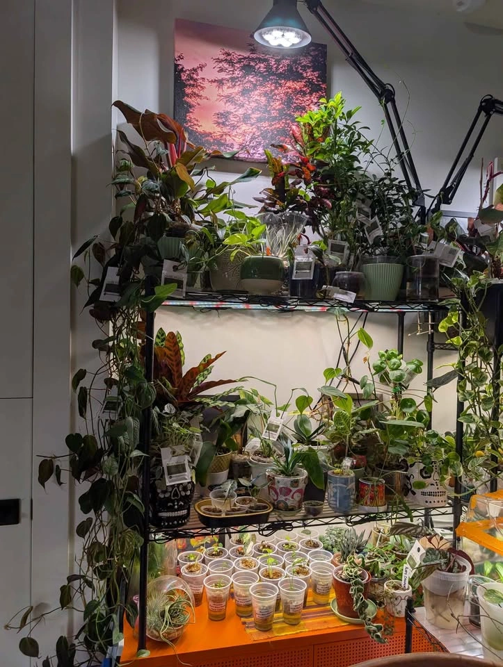 Indoor plants. 100s of varieties and sizes available - photo 3