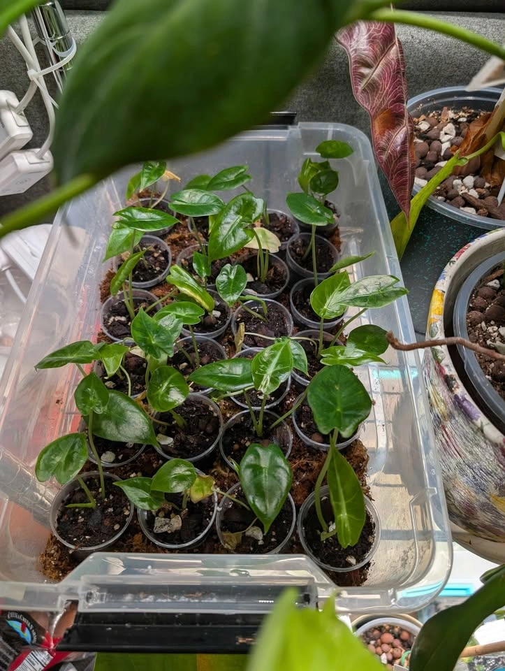 Indoor plants. 100s of varieties and sizes available - photo 4