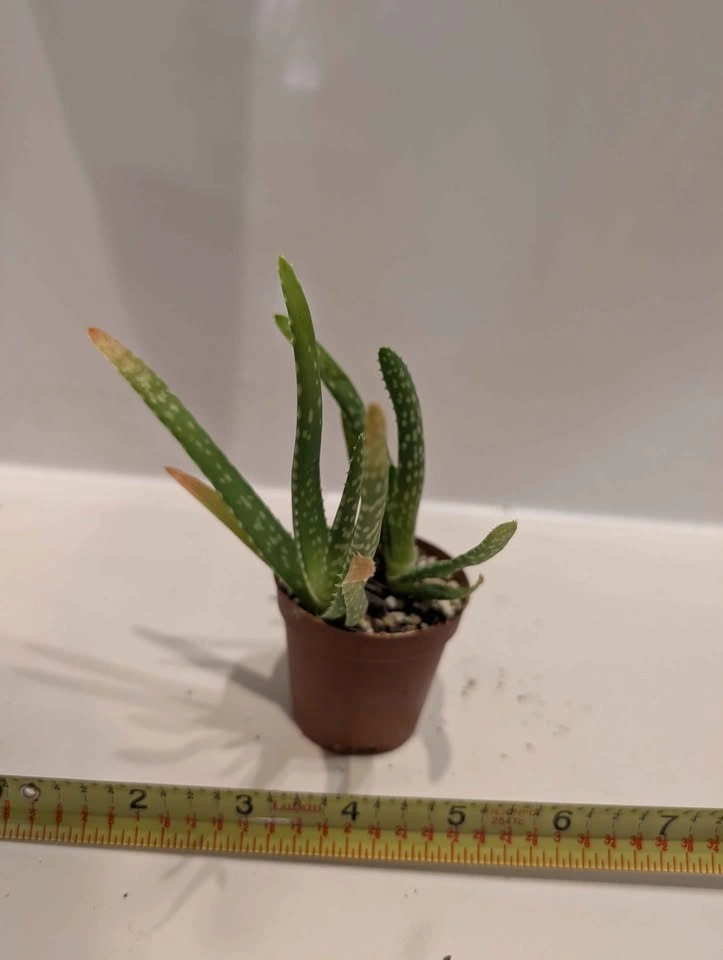 Indoor plants. 100s of varieties and sizes available - photo 5
