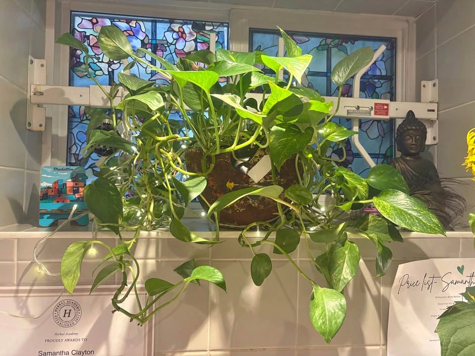 Beautiful Mature Pothos in Decorative Clay Pot