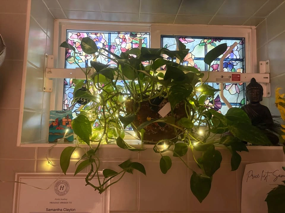 Beautiful Mature Pothos in Decorative Clay Pot - photo 2