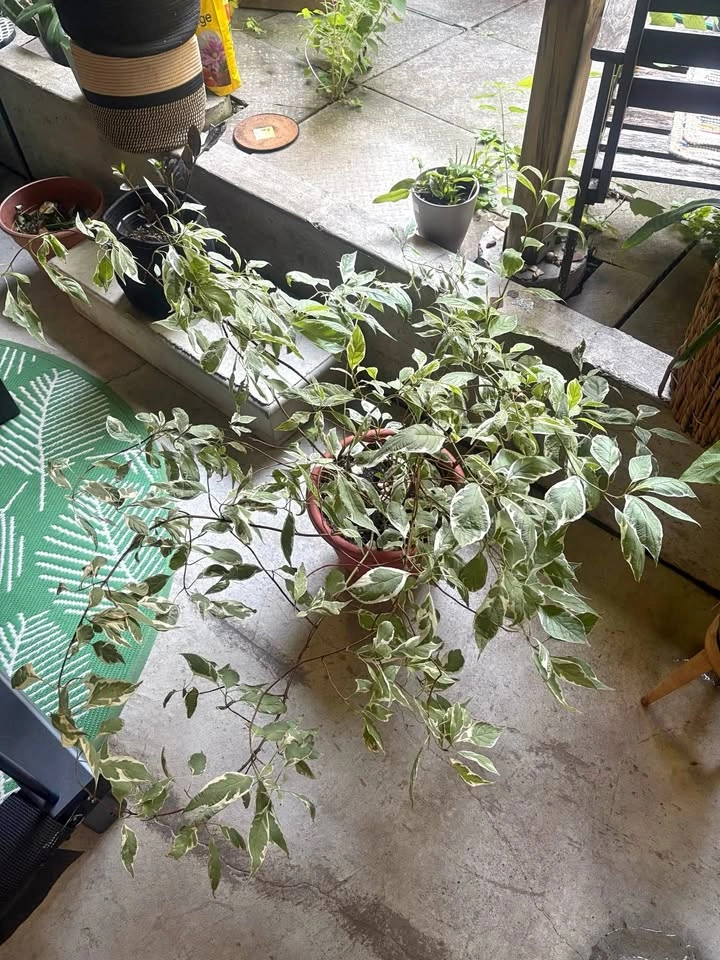 Large Red Osier Dogwood – $75