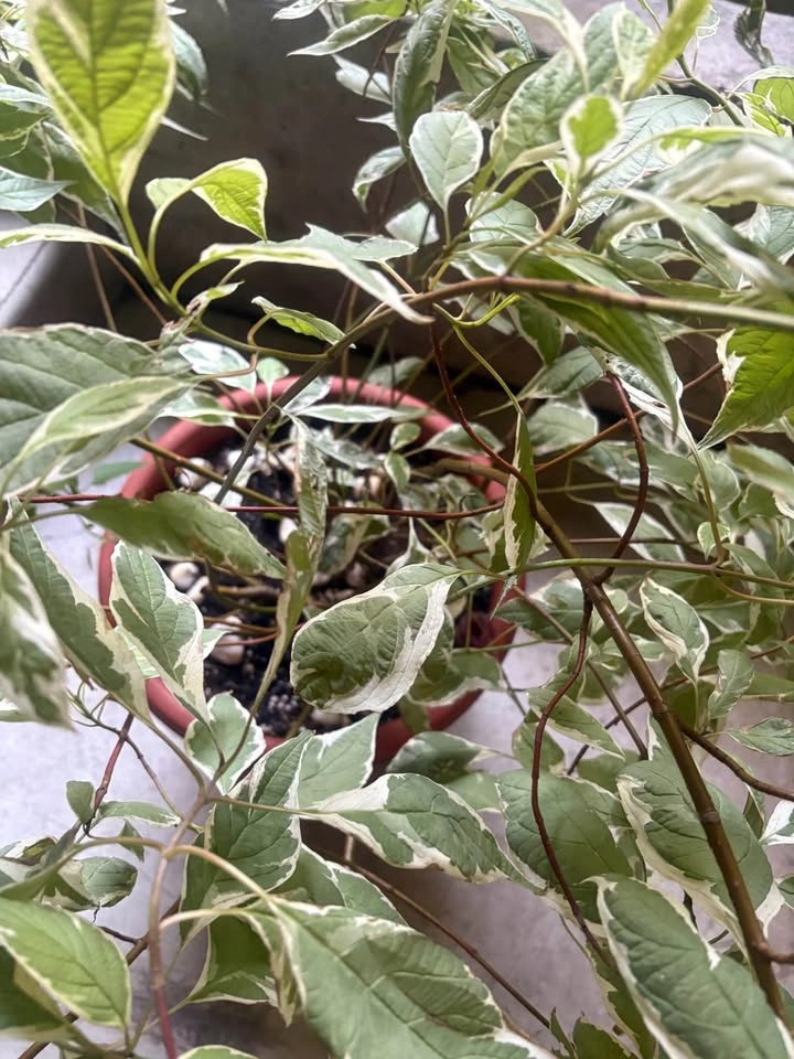 Large Red Osier Dogwood – $75 - photo 2