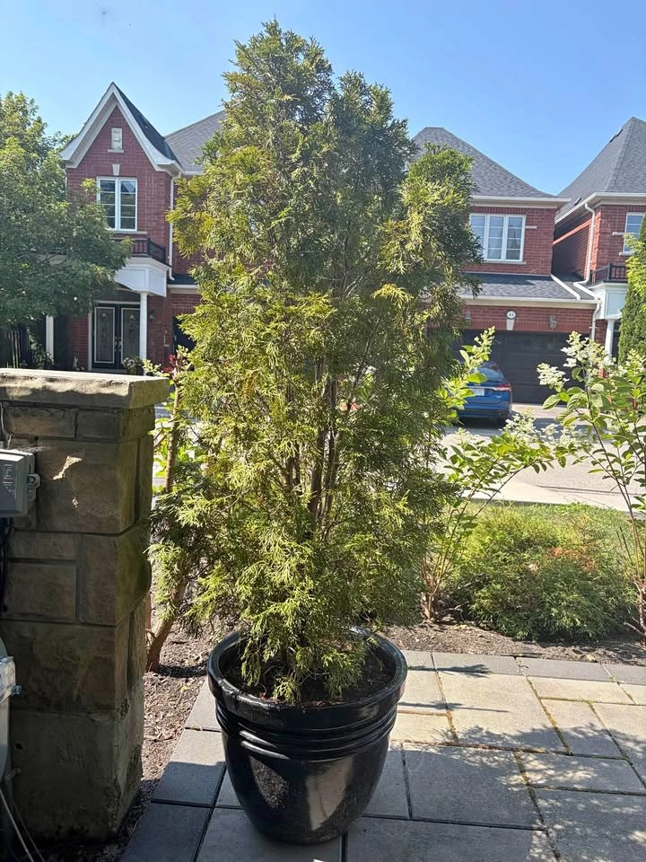 Evergreen Tree Potted Plant