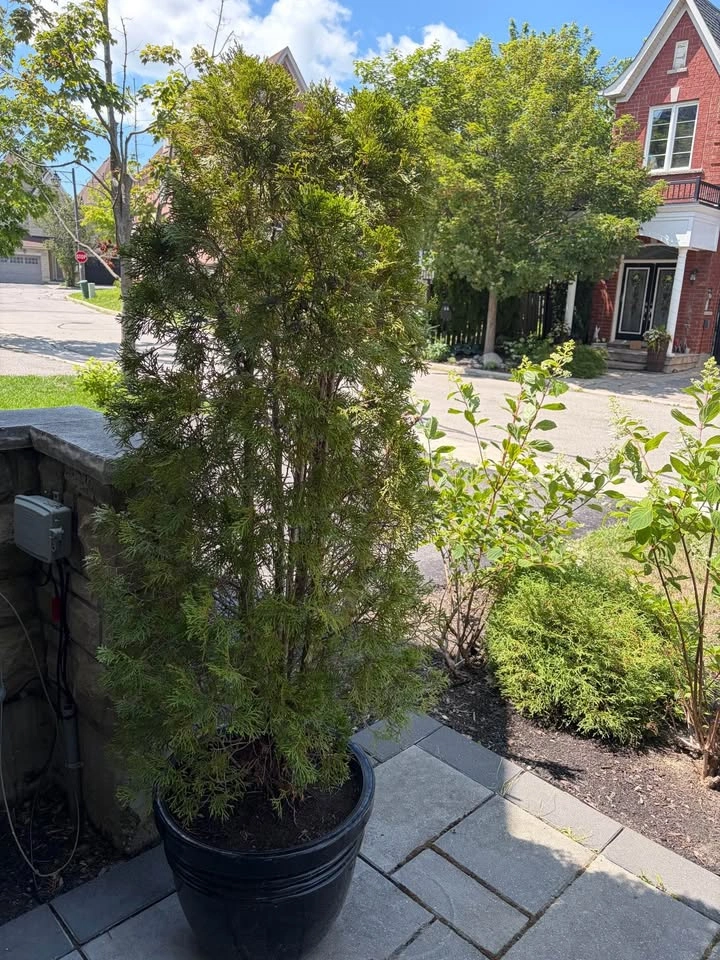 Evergreen Tree Potted Plant - photo 2