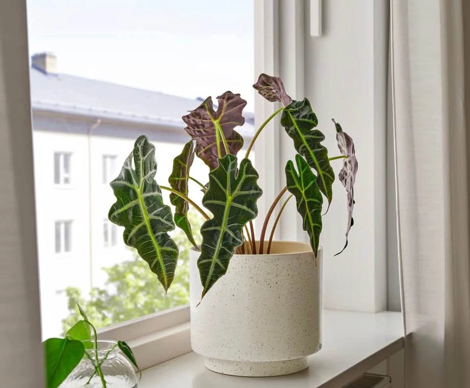 Plant pot