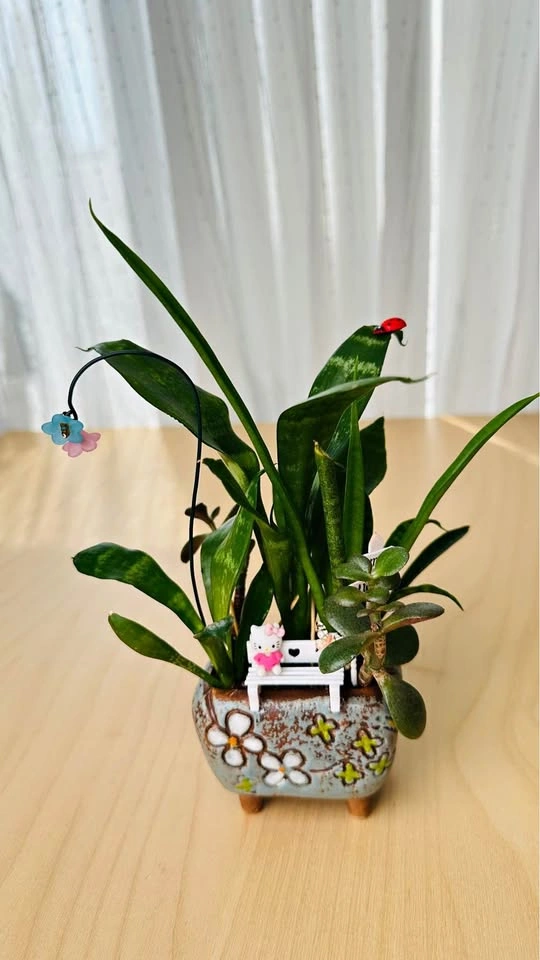 Cute low maintenance plant arrangement