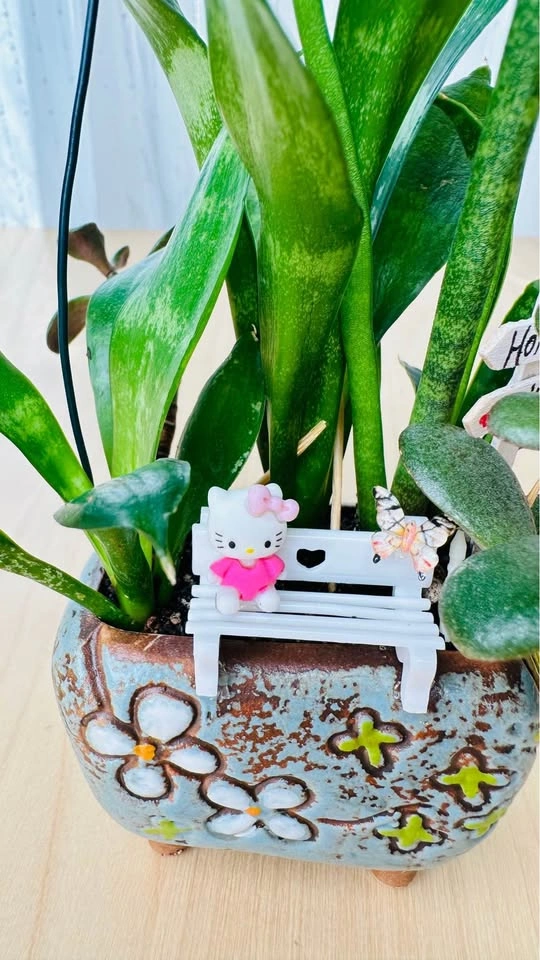Cute low maintenance plant arrangement - photo 2