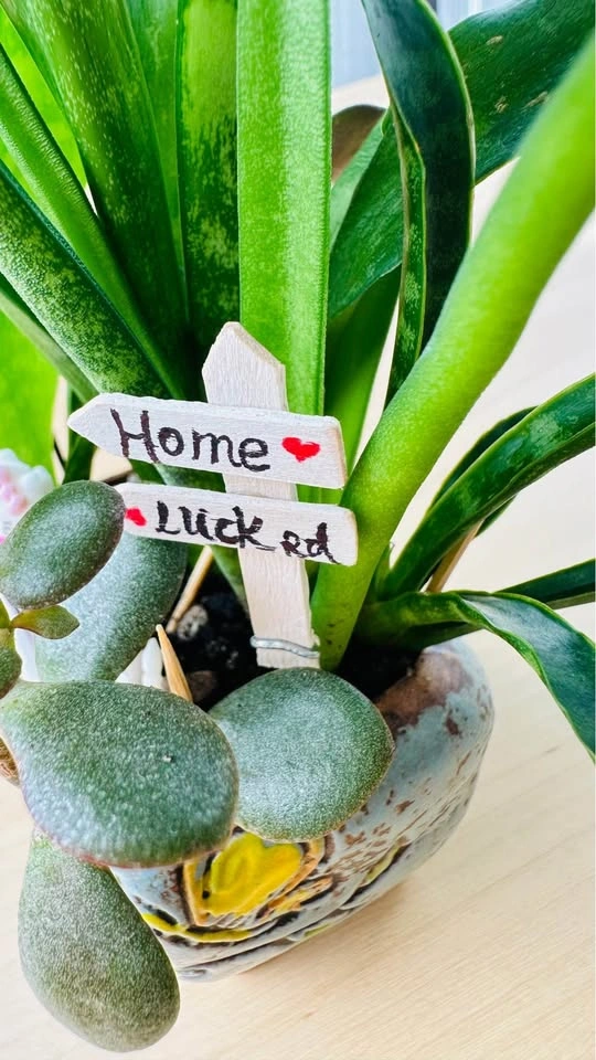 Cute low maintenance plant arrangement - photo 3