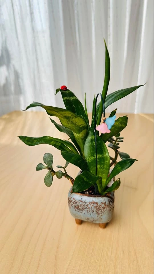 Cute low maintenance plant arrangement - photo 4