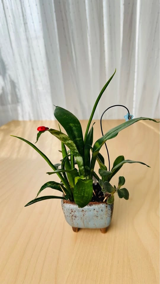 Cute low maintenance plant arrangement - photo 5