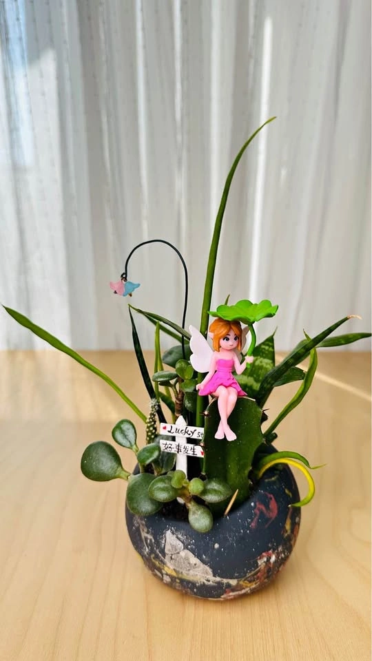 Cute low maintenance plant arrangement