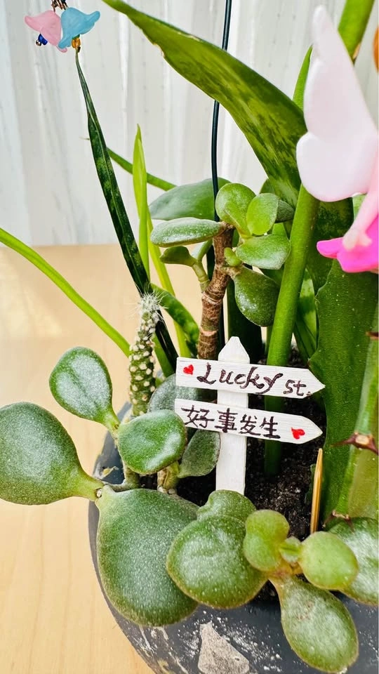 Cute low maintenance plant arrangement - photo 3