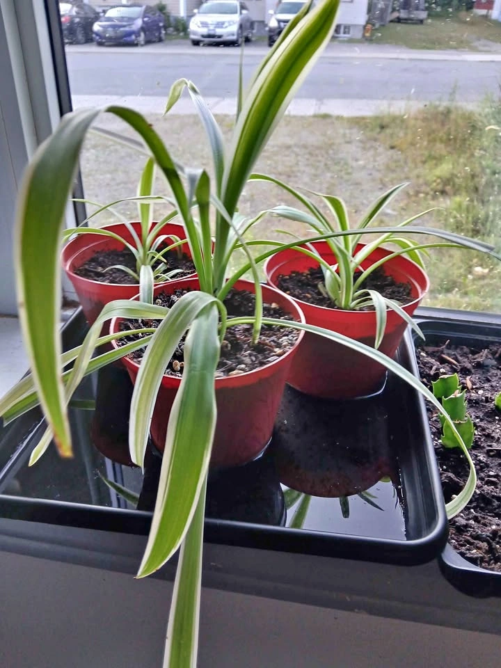 Spider plants