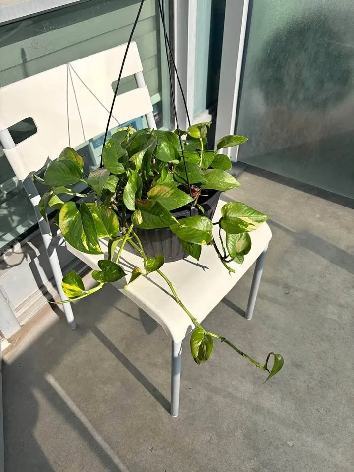Pothos hanging plant