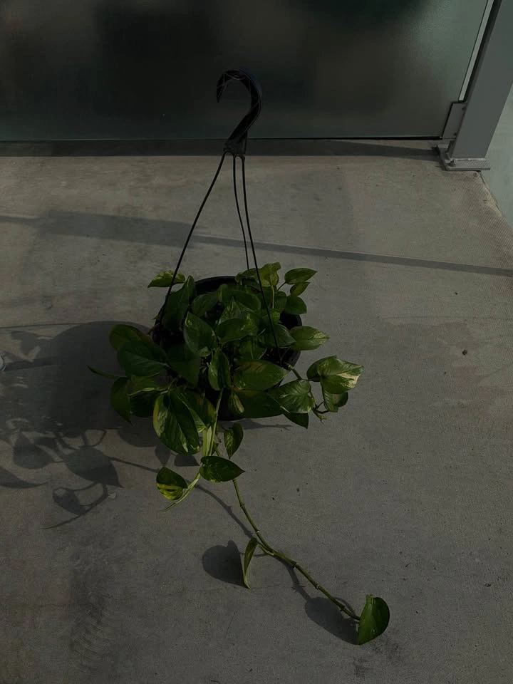 Pothos hanging plant - photo 2