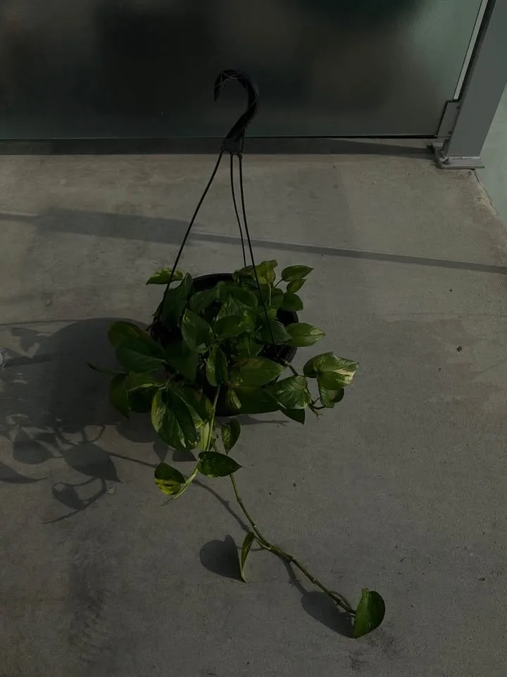 Pothos hanging plant - photo 2