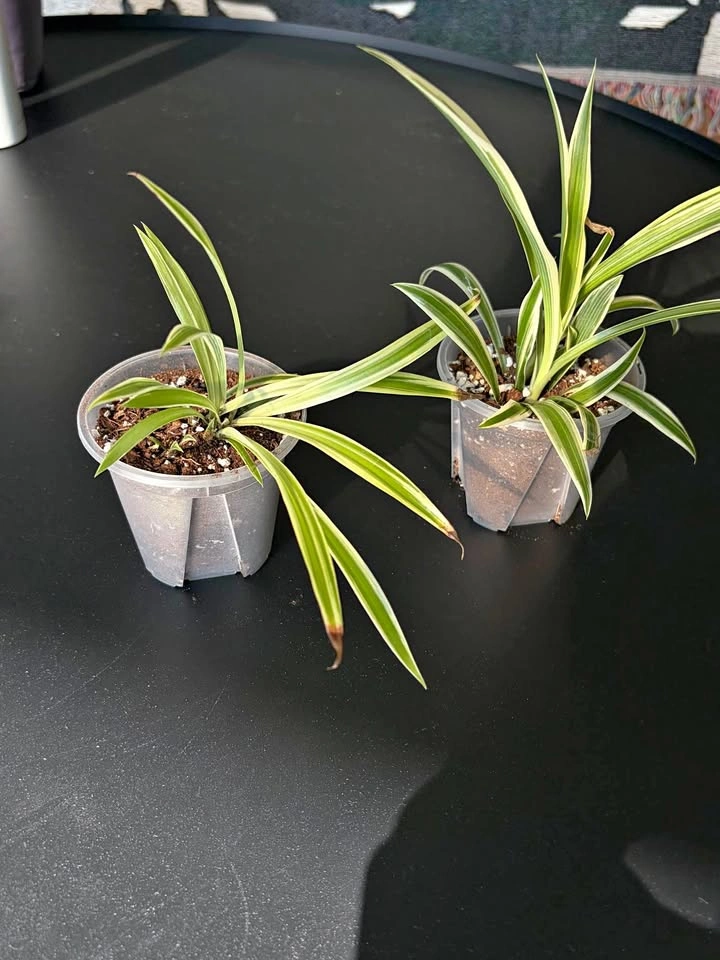 Two spider plants